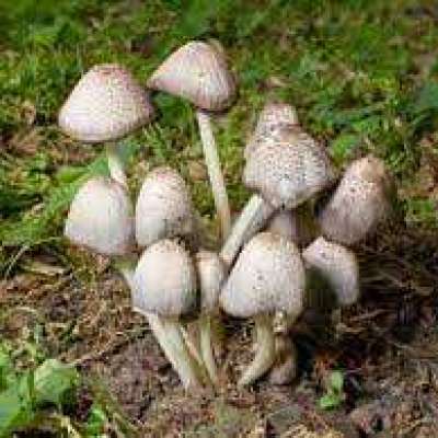 Bharat Ka No.1 Mushroom Farming Course - Best selling Profile Picture