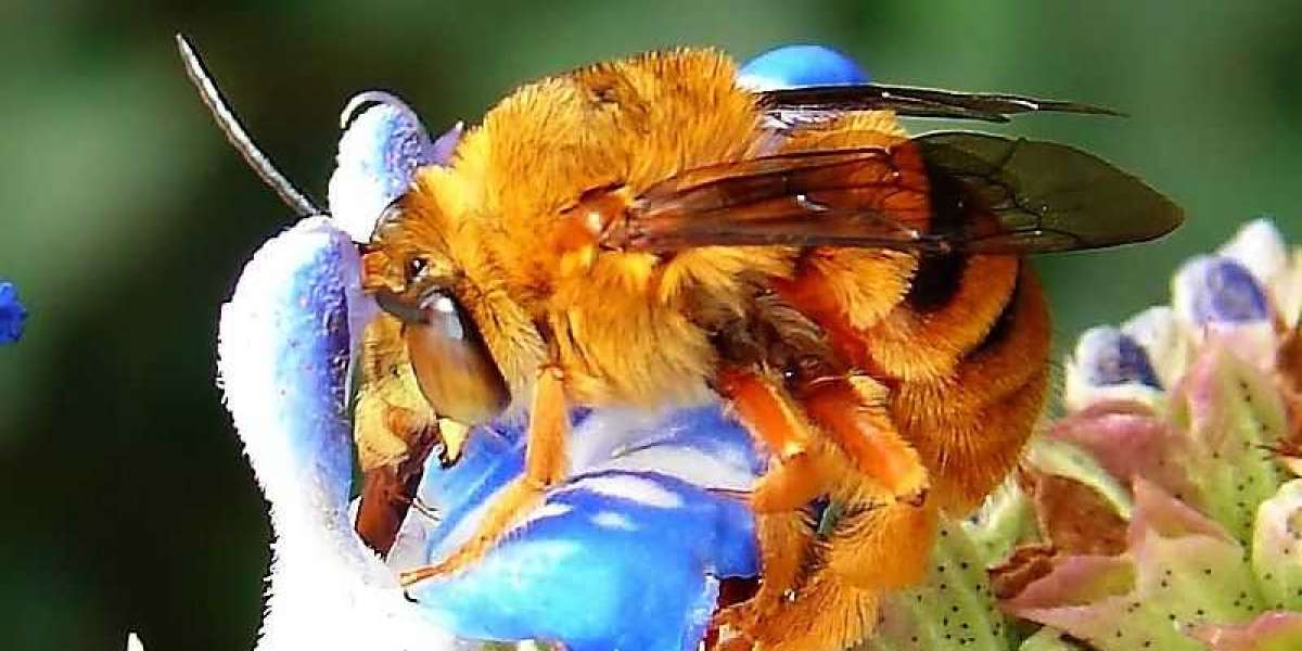 Effective Strategies for Safely Removing Australian Bees from Your Property