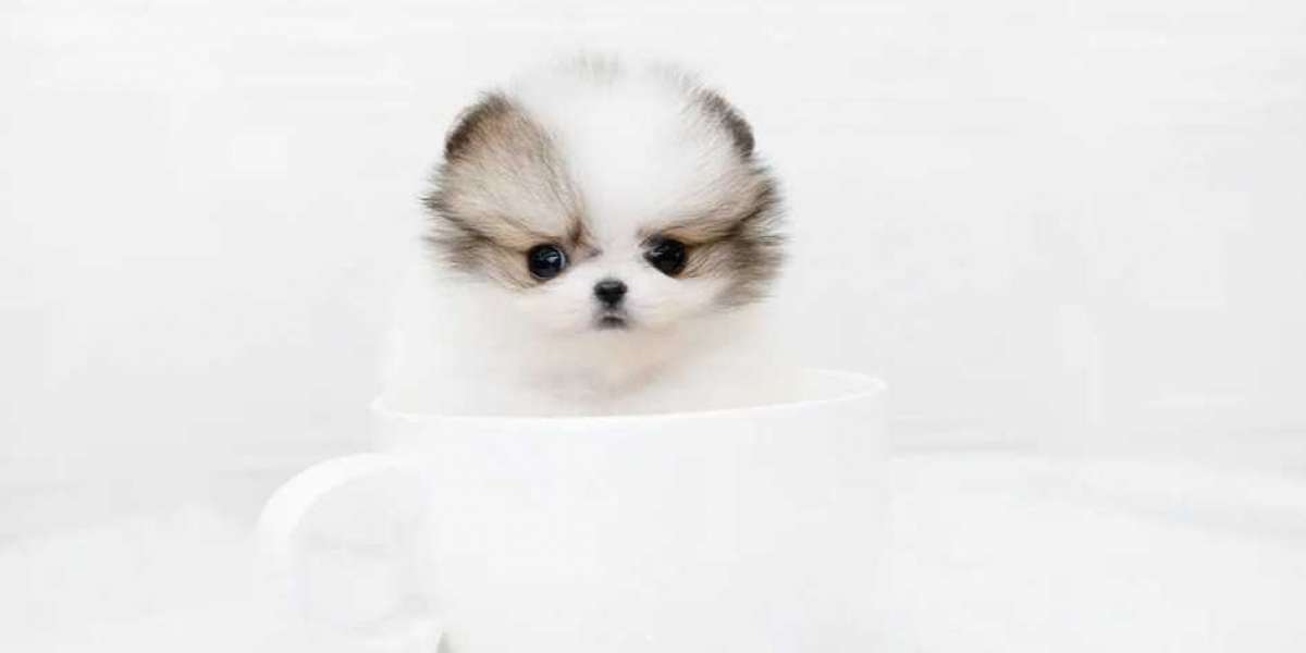 Adorable Pomeranian Puppies Available Now