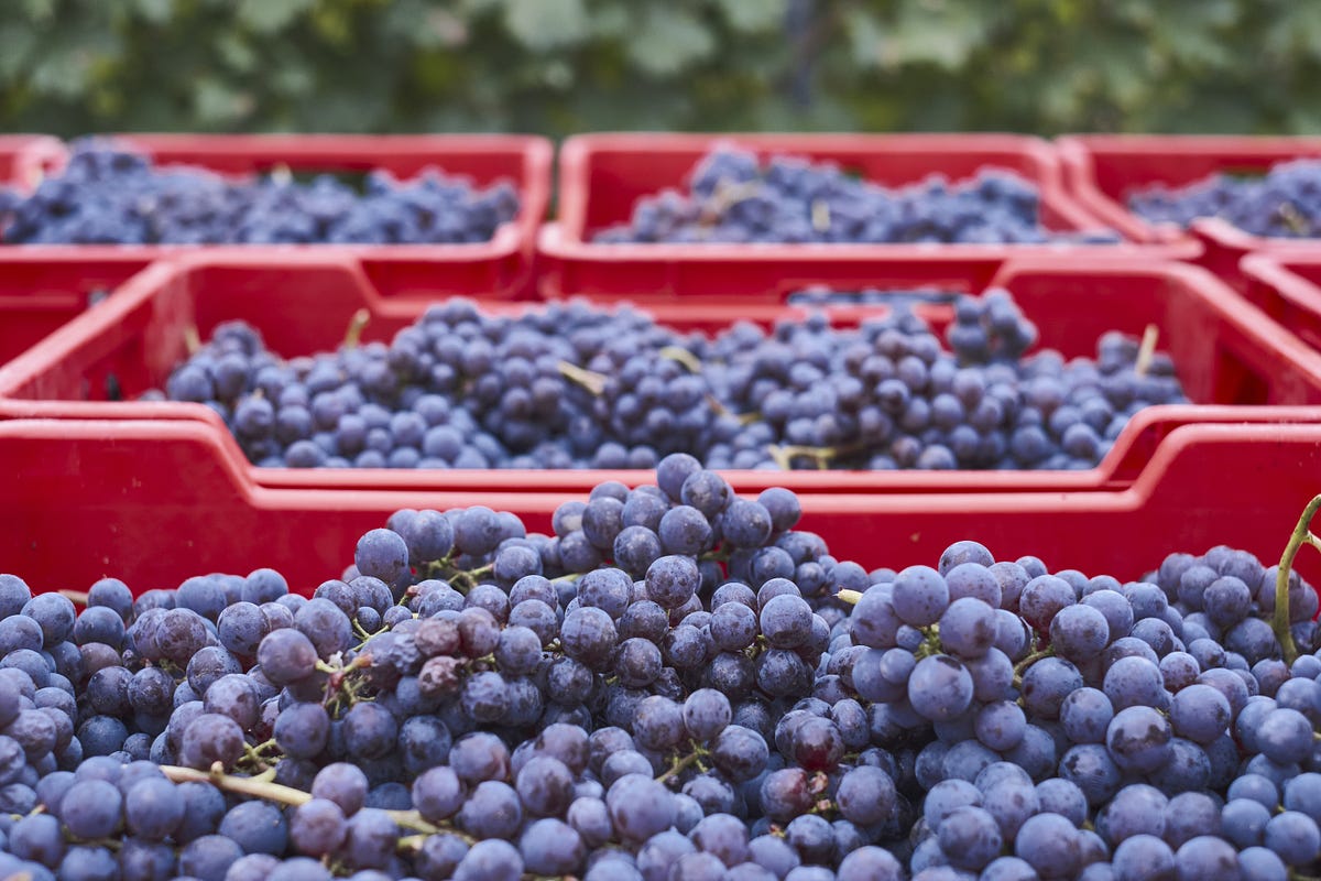 What are Hybrid Grapes?. Hybrid grapes are game changers for… | by Bottle Barn | Sep, 2024 | Medium